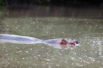 Closeup of a hippo in the water in the Masai Mara, Kenya