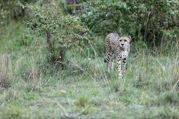 Closeup of an old female cheetah walking through the grass and bushes of the Masai Mara, Kenya