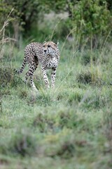 Vertical shot of an old female cheetah walking through the grass and bushes of the Masai Mara, Kenya