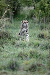 Vertical shot of an old female cheetah walking through the grass and bushes of the Masai Mara, Kenya