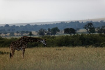Giraffe bending forward in the grass of the Masai Mara national reserve in Kenya.