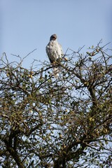 Dark chanting goshawk sitting on top of a tree in the Masai Mara, Kenya, vertical