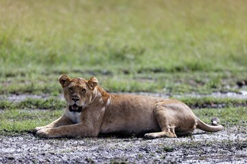 Lioness resting in the mud in the Masai Mara national reserve, Kenya.