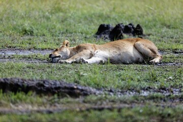 Lioness resting in the mud in the Masai Mara national reserve, Kenya.