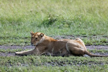 Beautiful view of a lioness laying in the muddy grass in the Masai Mara in Kenya