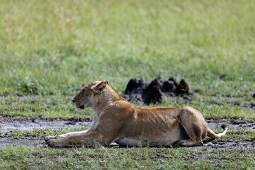 Beautiful view of a lioness laying in the muddy grass in the Masai Mara in Kenya