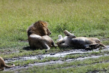 Lioness bickering with a male lion while resting in the grass of the Masai Mara in Kenya