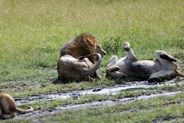 Lioness bickering with a male lion while resting in the grass of the Masai Mara in Kenya