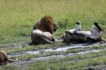 Lioness bickering with a male lion while resting in the grass of the Masai Mara in Kenya
