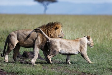 Lioness seducing a male lion during mating season in a wildlife preserve on a sunny day in Kenya