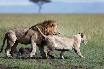 Beautiful shot of a lioness seducing a male lion in a wildlife preserve on a sunny day in Kenya