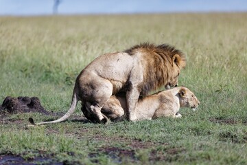 Closeup shot of a male and female lion mating on a green grass field under the sunlight