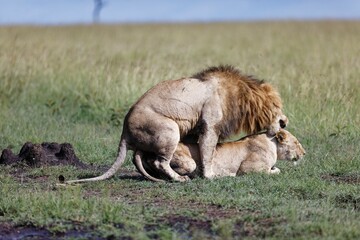 Closeup shot of a male and female lion mating on a green grass field under the sunlight