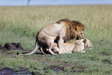 Closeup shot of a male and female lion mating on a green grass field under the sunlight