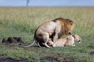 Closeup shot of a male and female lion mating on a green grass field under the sunlight