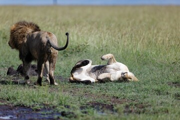 Closeup shot of a male and female lion growling at each other on a grass field