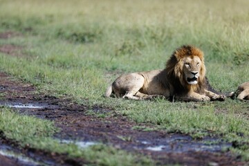 Closeup shot of a male lion on a grass field on a sunny day