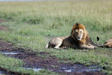 Closeup shot of a male lion on a grass field on a sunny day