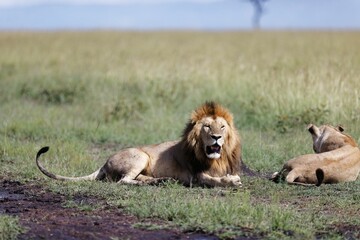 Closeup shot of a male and female lion on a grass field on a sunny day