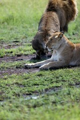 Vertical closeup shot of a female and male lion on a grass field on a sunny day