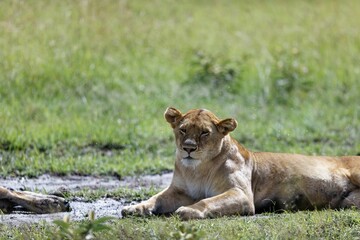Closeup shot of a female lion sitting on a grass field under the sunlight