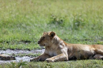 Closeup shot of a female lion sitting on a grass field under the sunlight