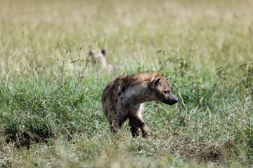 Closeup shot of an isolated Hyena waling on a grass field on a sunny day
