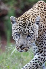 Vertical shot of a leopard moving through the grass of the Masai Mara, Kenya