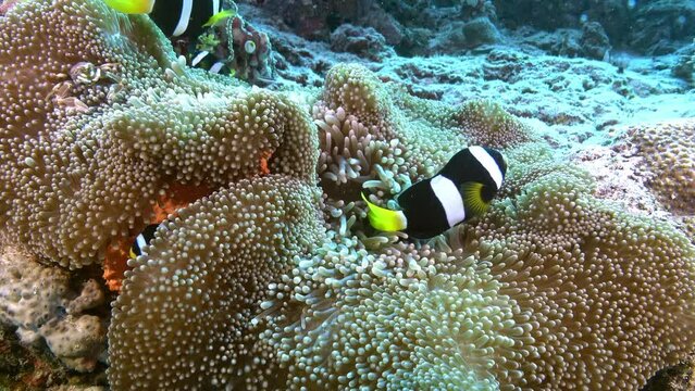Family of clownfish in its anemone - Nemo fish