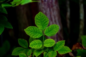 Shallow focus shot of lush green leaves of Poison ivy in the forest