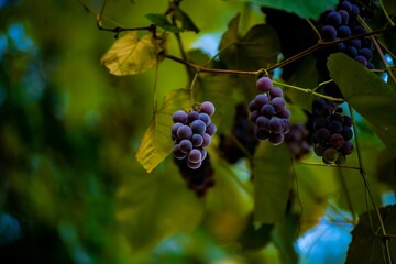 Plump purple grapes hanging from the branch with green leaves