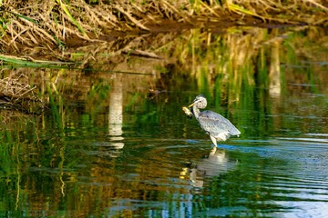 Scenic shot of a great blue heron bird standing on a lake shore on a sunny day