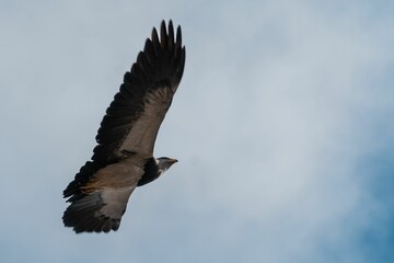 Closeup undershot of a big black eagle flying over cloudy sky