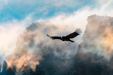 Black Andean condor flying in the air at sunset with foggy , rocky mountains in the background