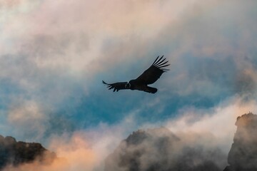 Black Andean condor flying in the air at sunset with foggy , rocky mountains in the background