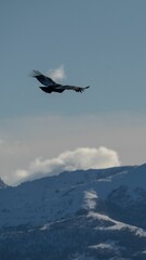 Great Andean condor flying over snowy mountains with blue sky and clouds in the background