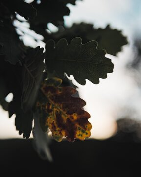 Vertical closeup of wilted leaves on an oak tree at sunset