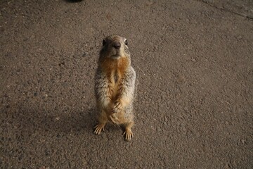 Squirrel (Sciuridae) standing on its hind legs on an asphalt path and looking upward