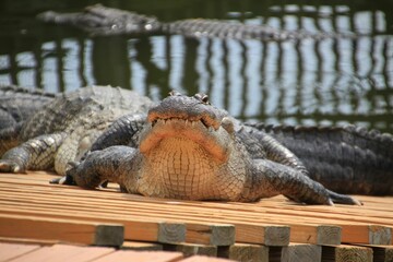 Closeup shot of an alligator. Orlando, Florida
