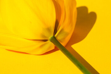 gelbe Tulpe, macro, auf gelbem Hintergrund