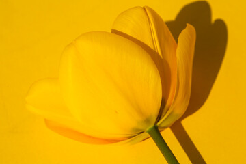 yellow tulip on yellow background, decoration, birthdaycard