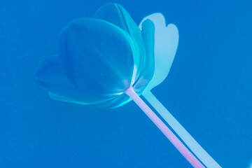Tulpe auf blauem Hintergrund