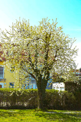 Cherry tree in blossom surrounded by ivy