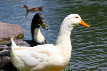 Closeup of geese on the edge of the water