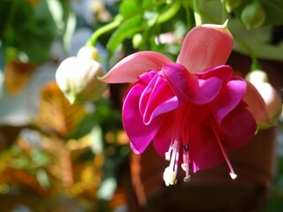 Closeup shot of pink hybrid fuchsia with curved petals on an isolated background