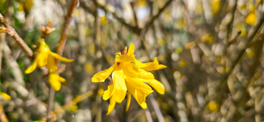 Yellow flowers of forsythia in spring