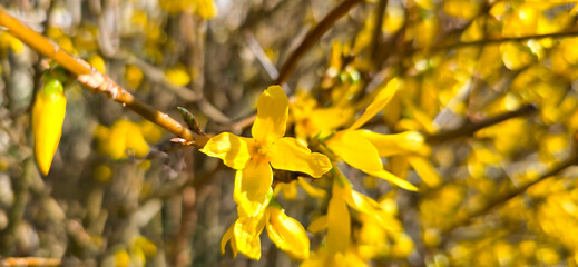 Yellow flowers of forsythia in spring