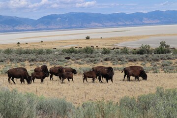 Bison herd grazing in the scenic landscape