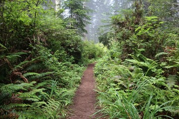 Walking trail through through ferns in a redwood forest in Humboldt County, California