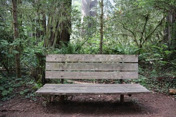 Wooden bench in a Redwood forest in Humboldt County, California, USA